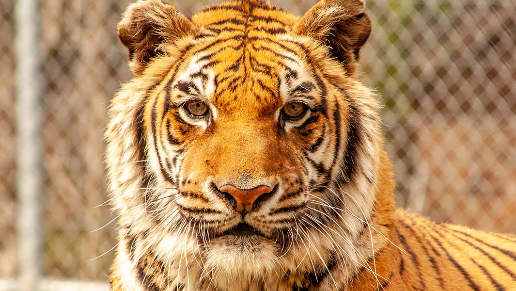 Tigresa Bengali confirmada como o tigre vivo mais velho em cativerio