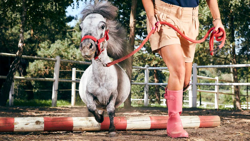 Conheça Bombel, o menor cavalo vivo do mundo (masculino)