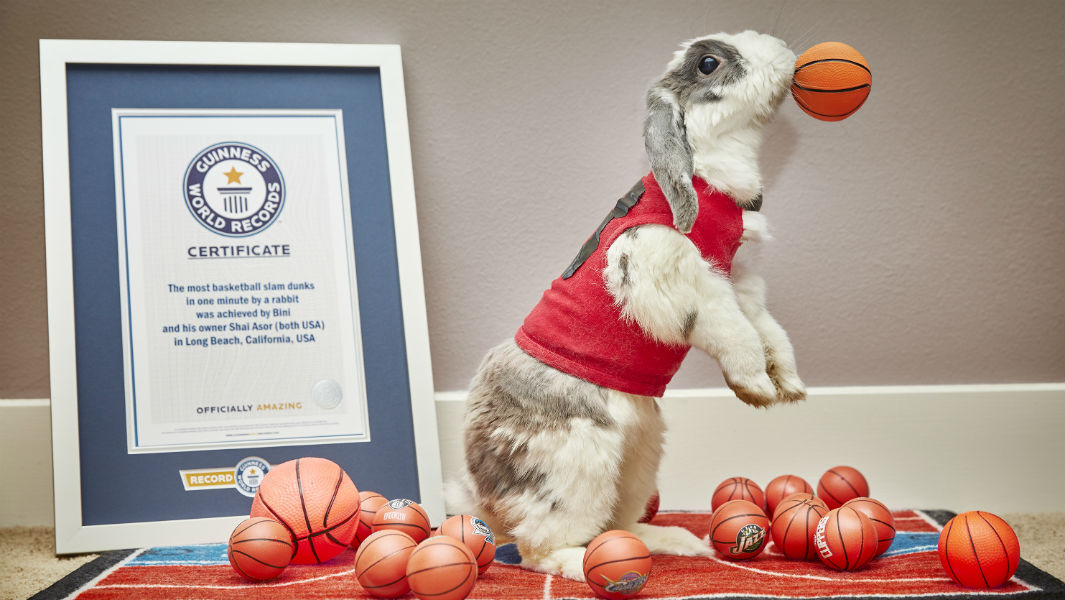 Most basketball slam dunks by a rabbit 6
