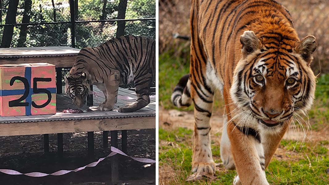 Bengali-the-oldest-tiger-twenty-fifth-birthday