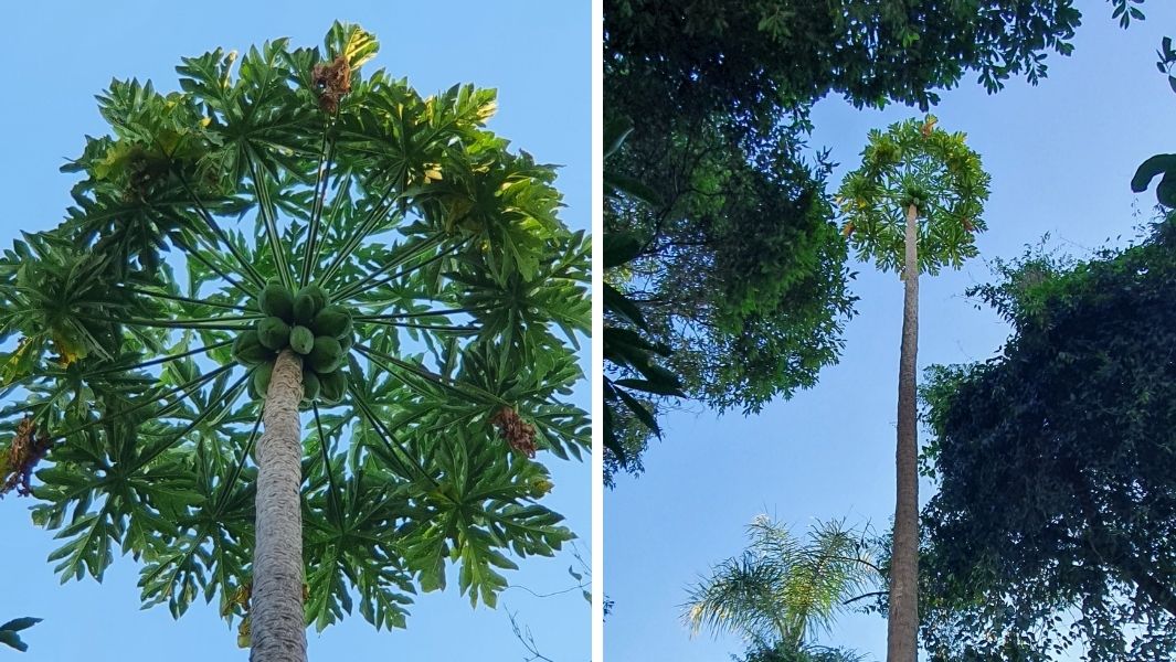 Largest Papaya tree split