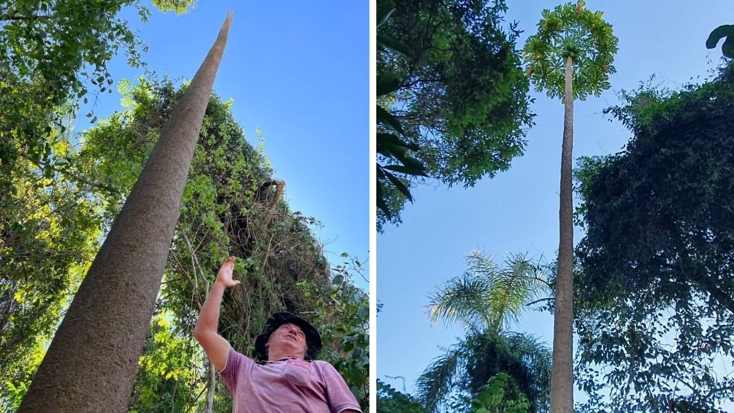 Tallest Papaya Tree from Brazil