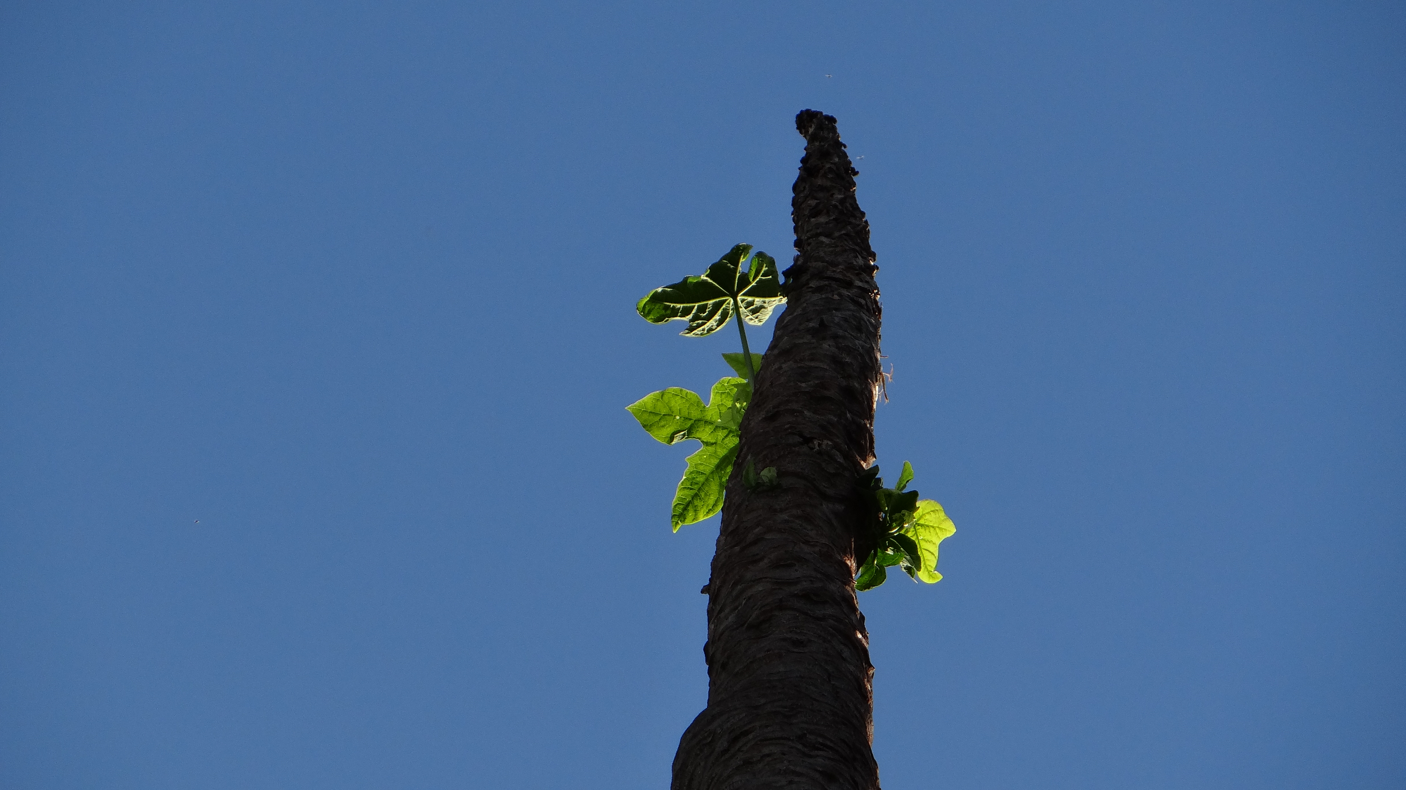 Tallest Papaya tree in Brazil Parana