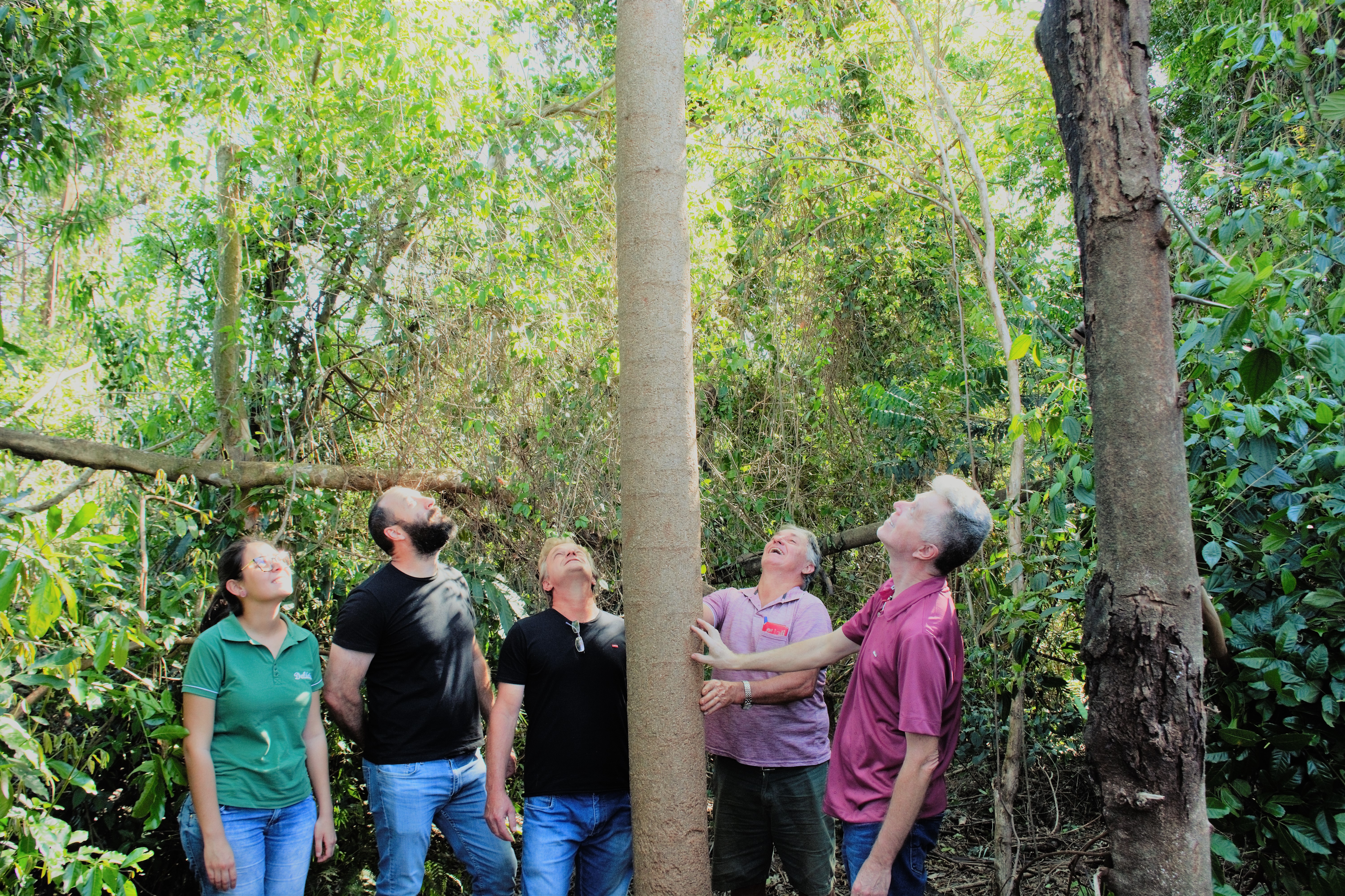 Team measuring the tree