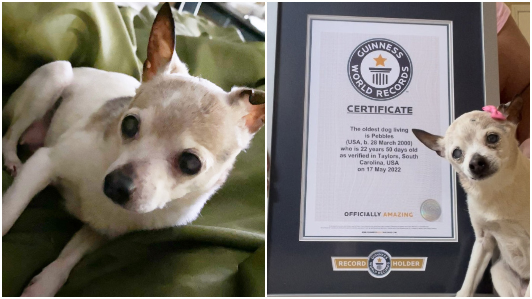 oldest dog living split image