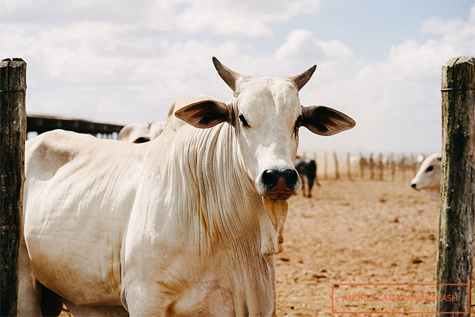 Generic Nerole cow photo unplash andrey camara Brazil