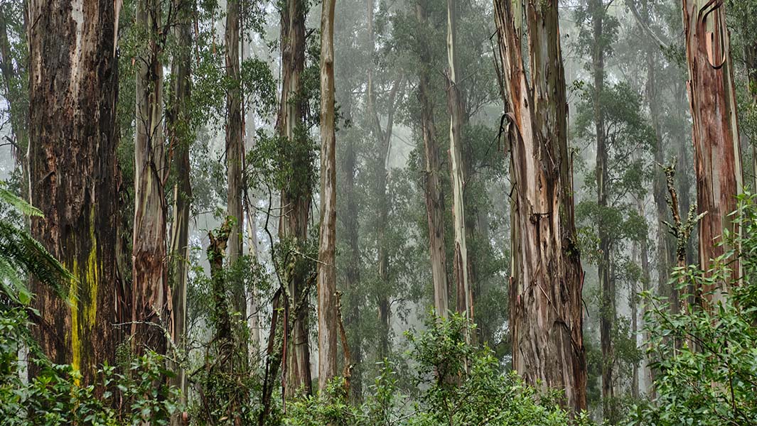 Largest living hardwood tree (by weight) | Guinness World Records