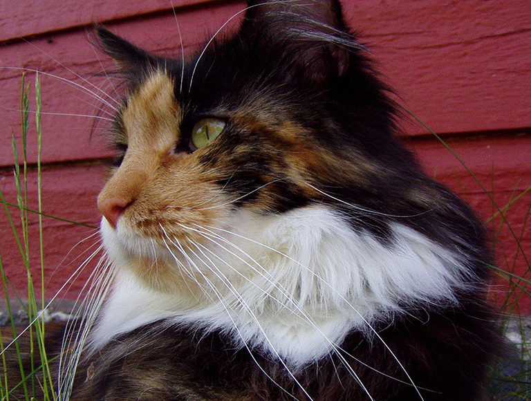 Longest cat whiskers